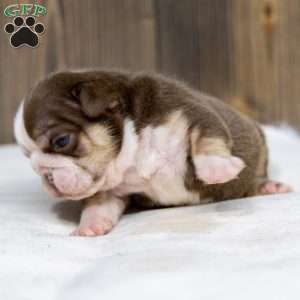Marina Mocha, English Bulldog Puppy